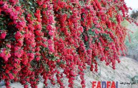 Introduction of barberry plant
